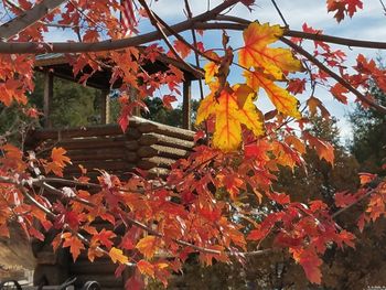 Close-up of autumnal leaves on tree