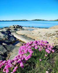 Purple flowering plants at beach against blue sky