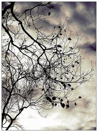 Low angle view of bare trees against sky