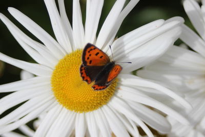 Close-up of bee on white flower