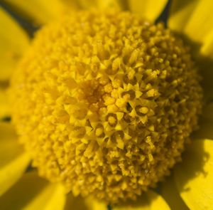 Close-up of yellow flower