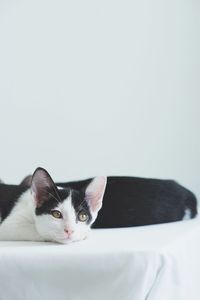 Portrait of cat relaxing on white background