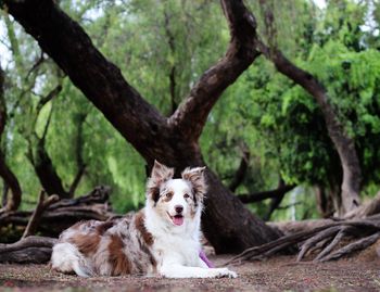 Portrait of dog on tree trunk
