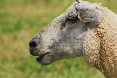 Close-up of a sheep on field