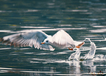 Seagulls flying over lake