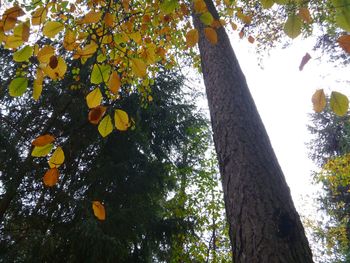 Low angle view of tree