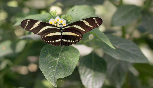 Close-up of butterfly on leaf