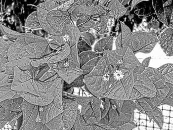 Full frame shot of tree leaves