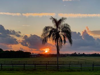 Palm trees on field against sky during sunset