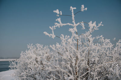 Close-up of snow covered plants against clear sky