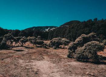 Edelweiss field