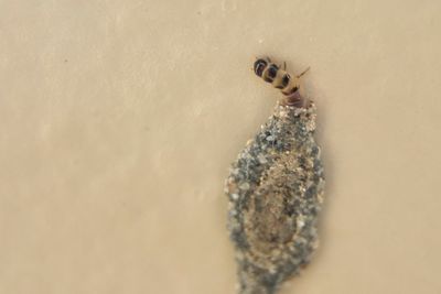 High angle view of insect on sand