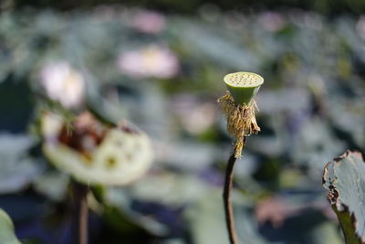 Close-up of wilted flower on plant