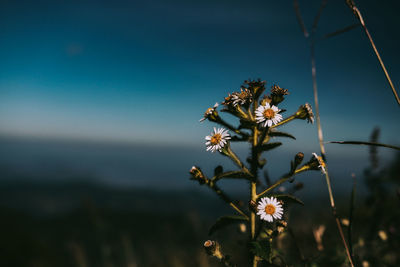 Close-up of flowering plant against sky
