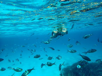 View of fishes swimming in sea