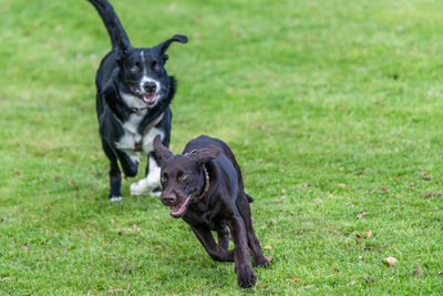 Dog race on field