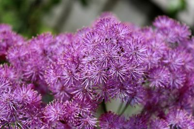 Close-up of purple flowering plant