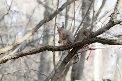 Low angle view of squirrel on tree