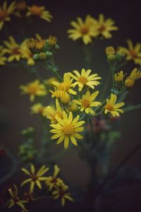 Close-up of yellow flowering plant