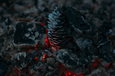 Close-up of pine cone burning with firewood