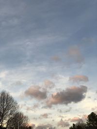 Low angle view of trees against sky