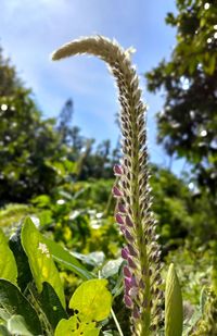 Close-up of flowering plant on field against sky