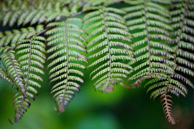 Close up on fern leaves