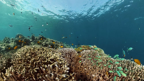 underwater