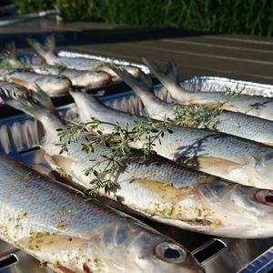 Close-up of fish in trays on table
