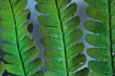 Full frame shot of green leaves
