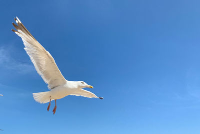 Low angle view of seagull flying in sky