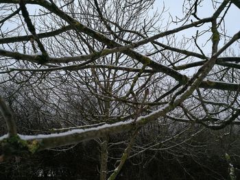 Low angle view of bare tree during winter