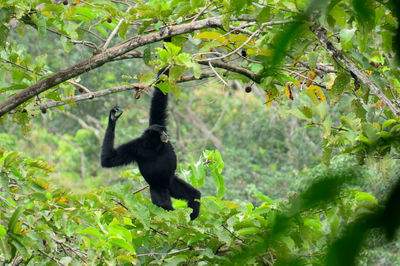 Low angle view of monkey hanging on tree
