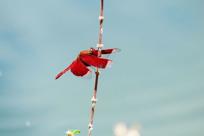 Close-up photo of a red colored dragonfly hanging on a stem.