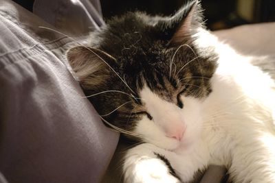 Close-up of cat resting on bed