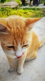 Close-up of a cat lying on footpath