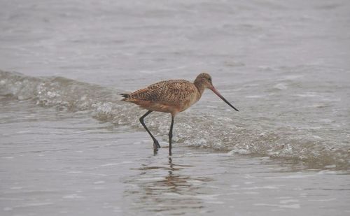 Side view of a bird on beach