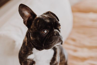 Close-up of a dog