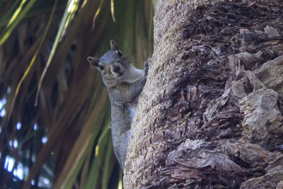Close-up of a cat on tree trunk