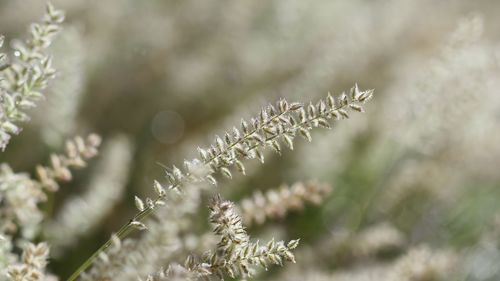 Close-up of frost on plant
