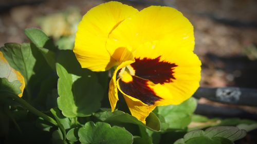 Close-up of yellow flowering plant