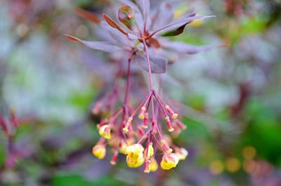 Close-up of pink flowers