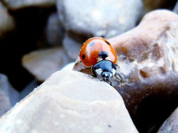 Close-up of ladybug