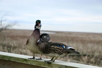 A male and female wood duck couple at a wetland preserve