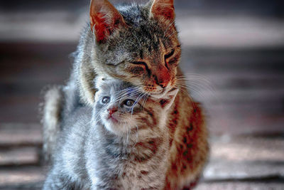 Close-up of a cat looking away