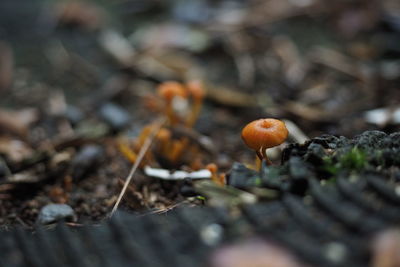 Close-up of mushrooms growing on field