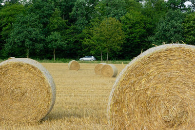 Hay bales in wheat field