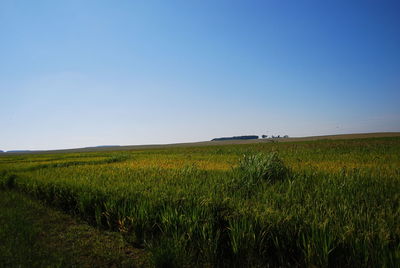 Scenic view of agricultural field against clear blue sky