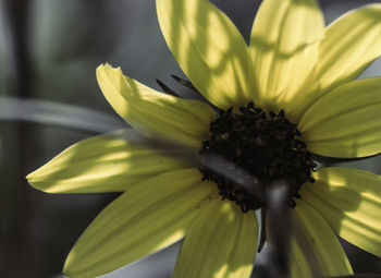 Close-up of yellow flower blooming outdoors