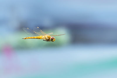 Close-up of dragonfly in mid-air